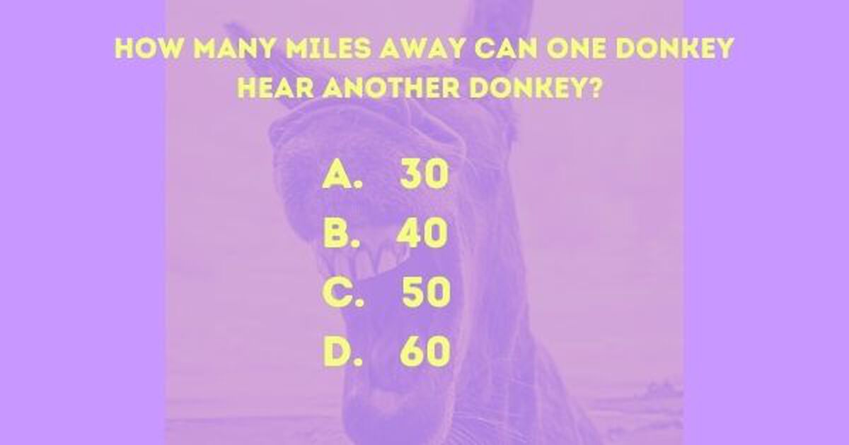 Donkey Trivia image number null